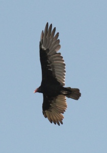 Holla Bend9-turkey vulture