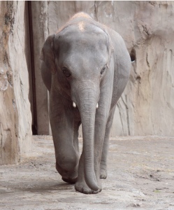 Asian Elephant.