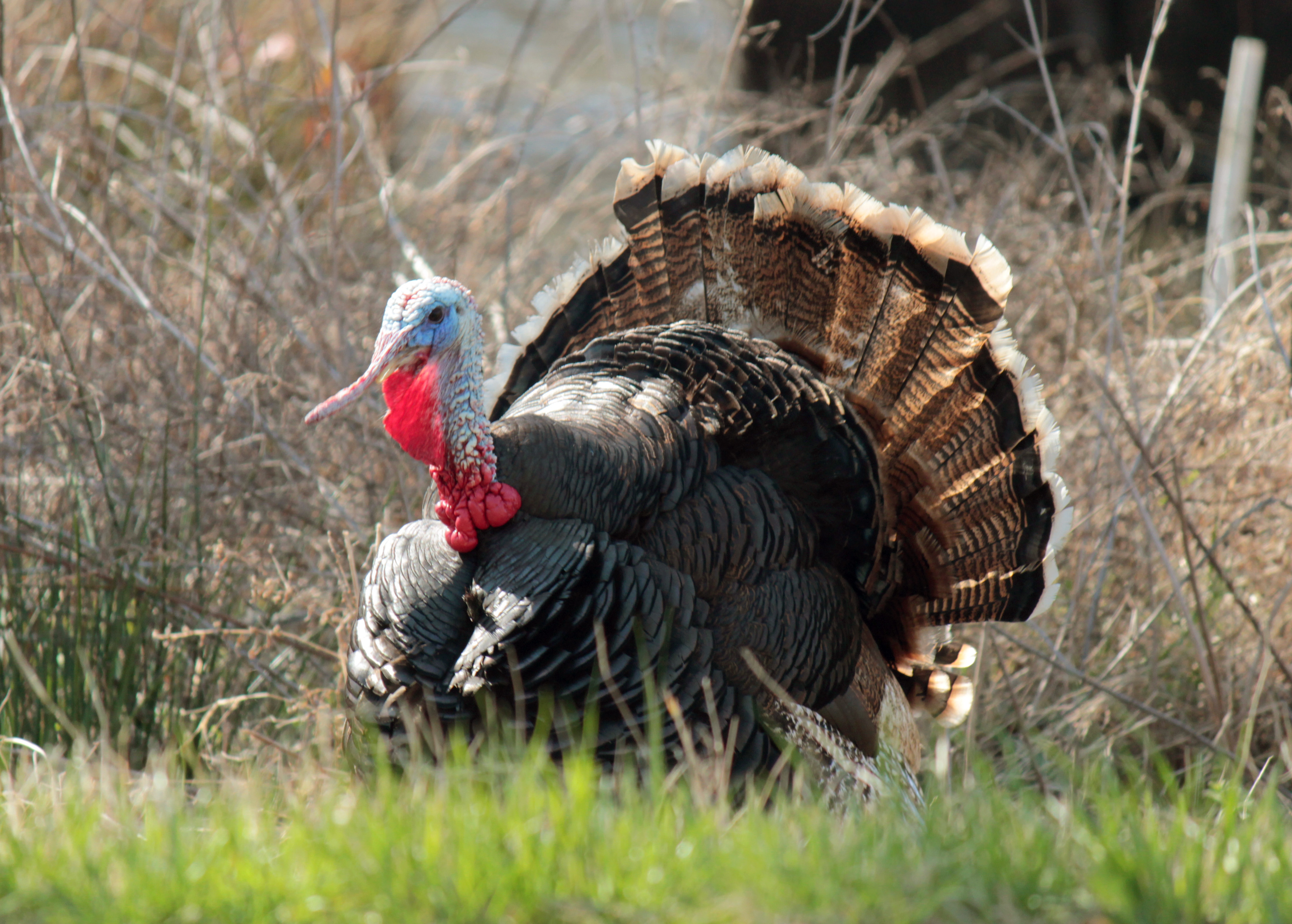 How Long Is An Adult Male Turkey 80