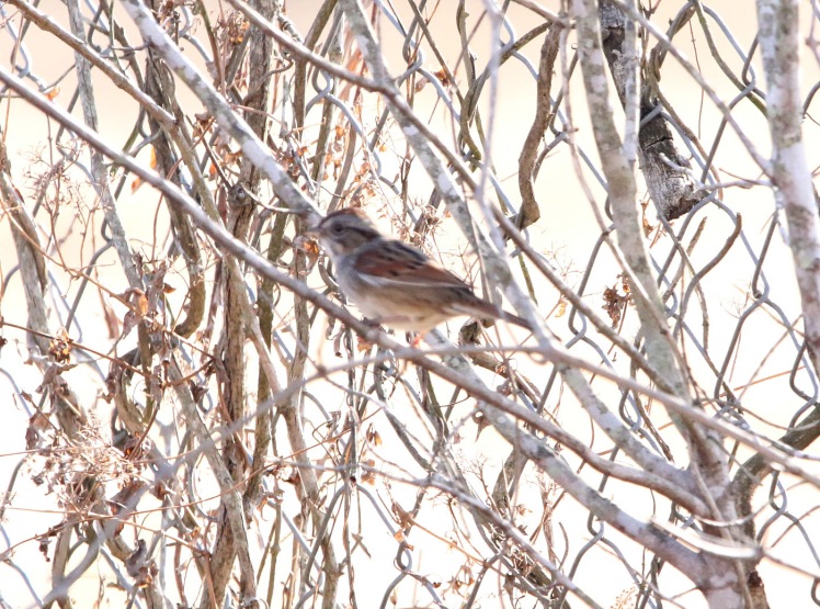 Swamp Sparrow 121419 LR CBC_Russenberger Road